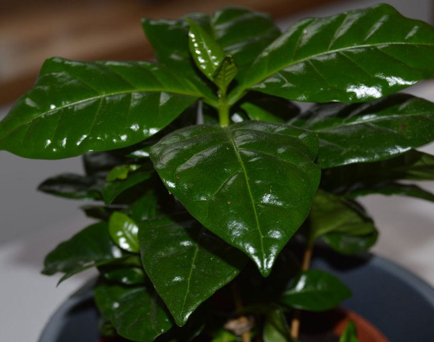 Röstgrad Kaffeemanufaktur Galerie